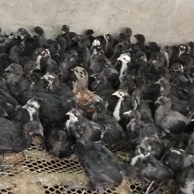 脱温土乌鸡苗，精心培育，用心养殖，只为做更好的鸡苗，
