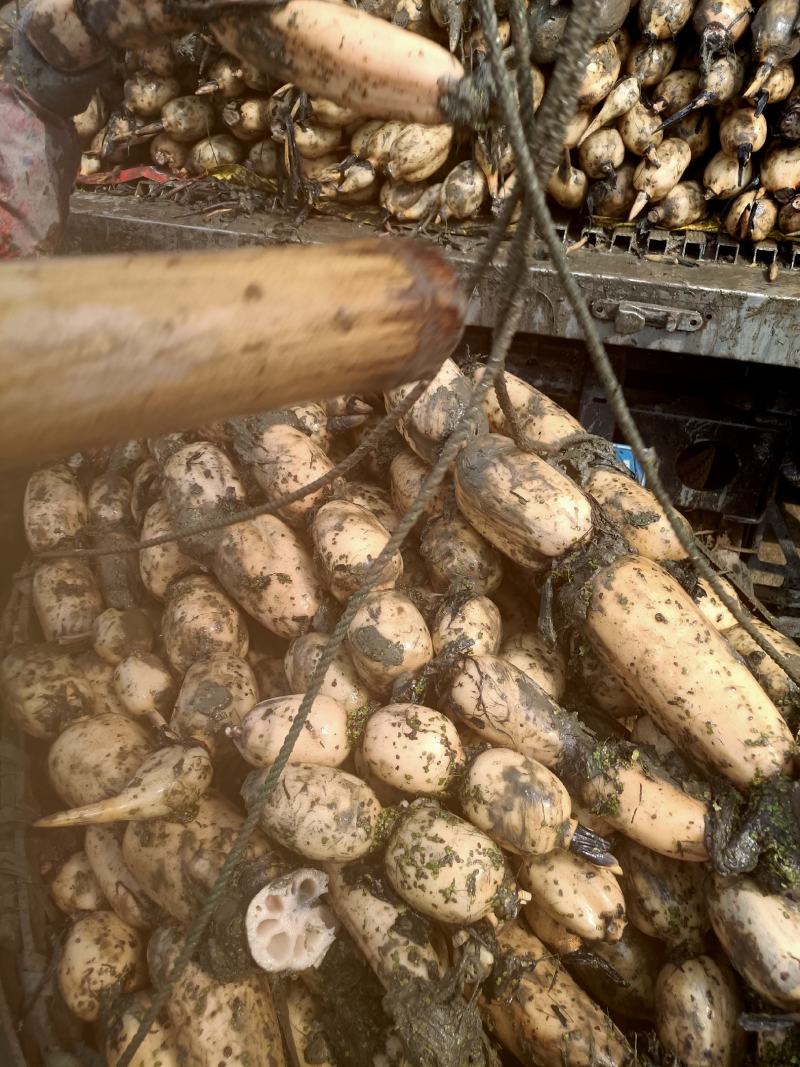 3735.鄂莲6号大量出货中，欢迎订购