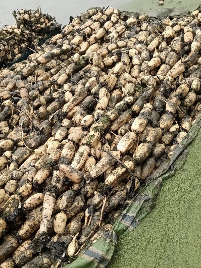 3735.鄂莲6号大量出货中，欢迎订购
