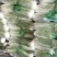 北京三号优质白菜，精品白菜量大从优服务至上