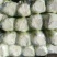 北京三号优质白菜，精品白菜量大从优服务至上