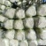北京三号优质白菜，精品白菜量大从优服务至上