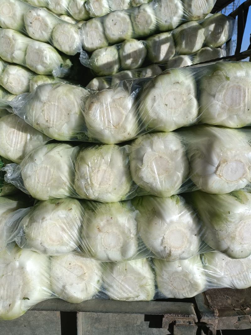 北京三号优质白菜，精品白菜量大从优服务至上