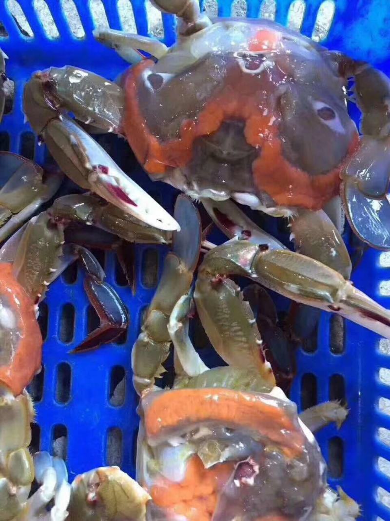 红膏蟹膏蟹蟹黄红膏三点蟹冻厂直销