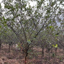 垂丝海棠市行道风景公园绿化植树造林占地用苗房地产绿新农村