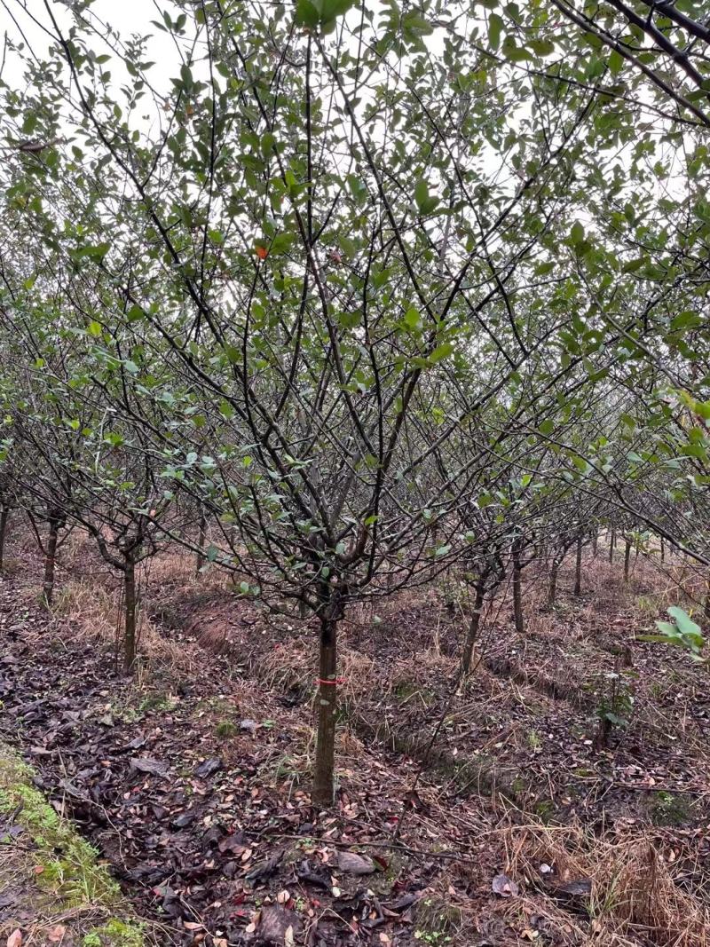 垂丝海棠市行道风景公园绿化植树造林占地用苗房地产绿新农村