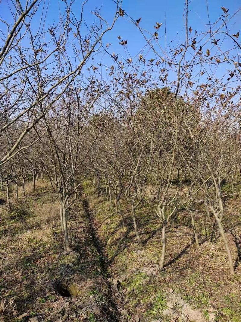 垂丝海棠市行道风景公园绿化植树造林占地用苗房地产绿新农村