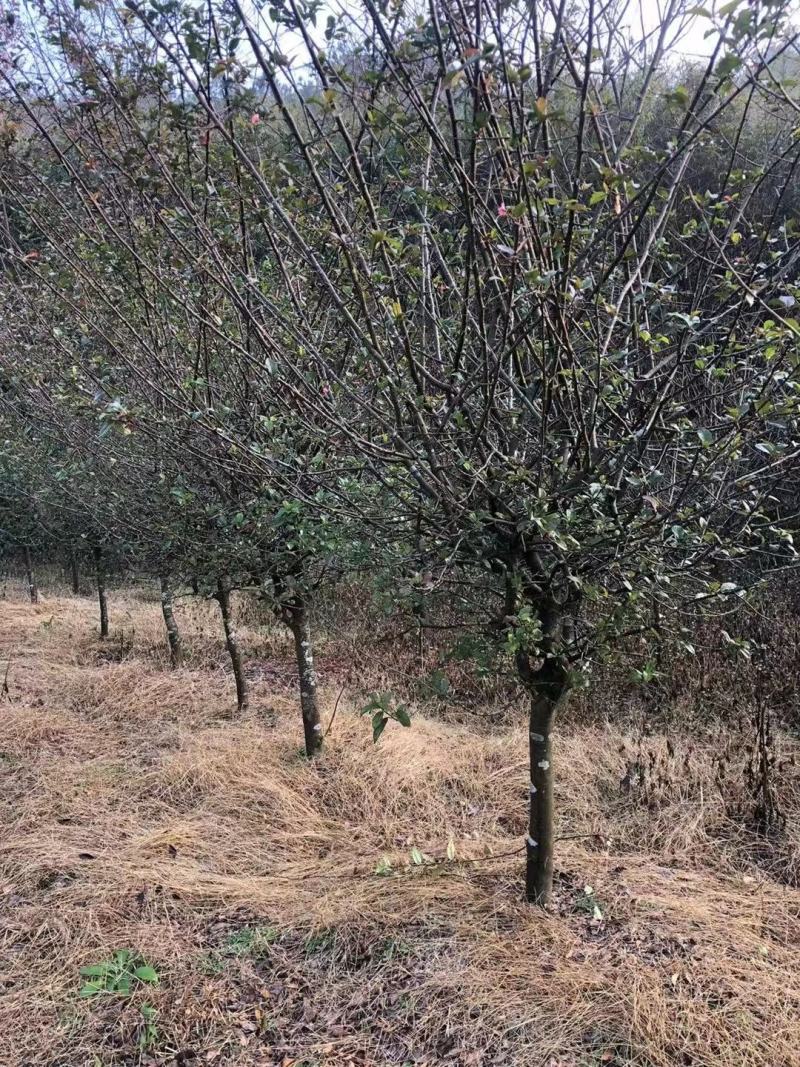 垂丝海棠市行道风景公园绿化植树造林占地用苗房地产绿新农村