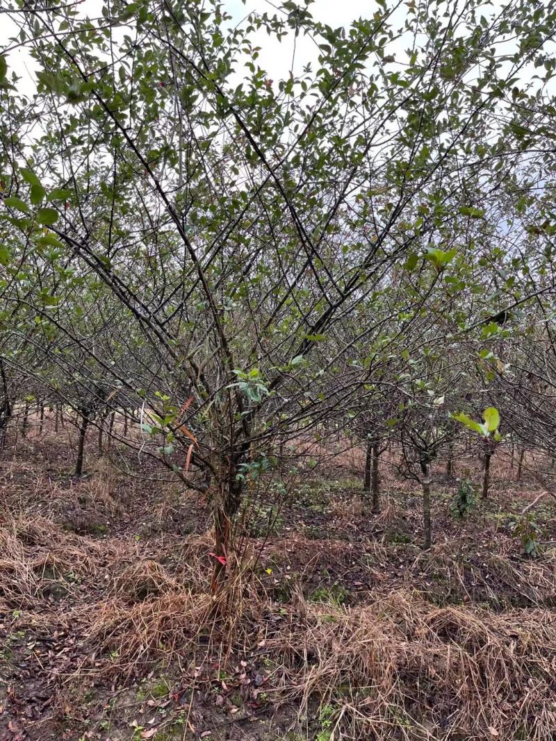 垂丝海棠市行道风景公园绿化植树造林占地用苗房地产绿新农村