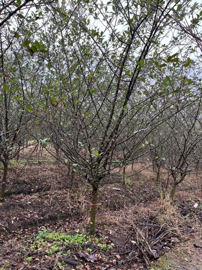 垂丝海棠市行道风景公园绿化植树造林占地用苗房地产绿新农村