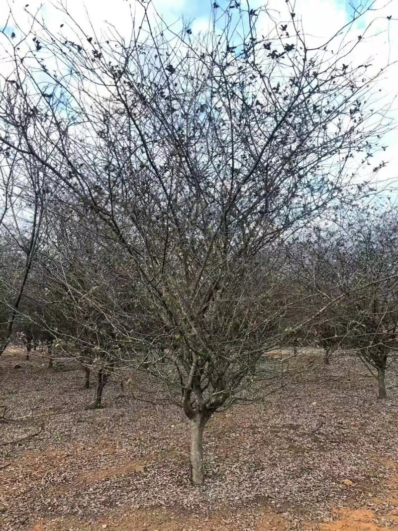 垂丝海棠市行道风景公园绿化植树造林占地用苗房地产绿新农村