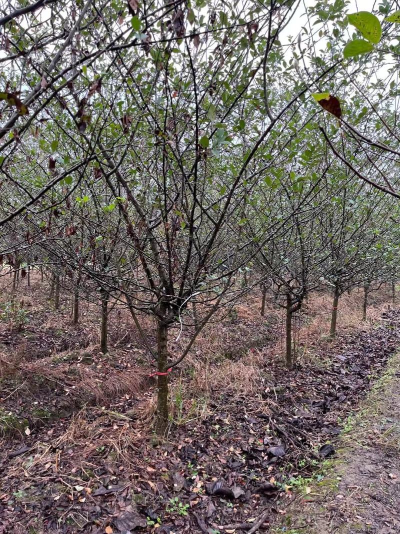 垂丝海棠市行道风景公园绿化植树造林占地用苗房地产绿新农村