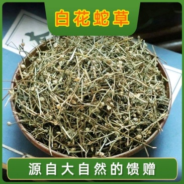 江西野生百花蛇舌草草药白花蛇舌草中药材蛇舌草
