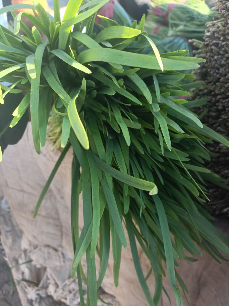 精品二刀韭菜，通货韭菜，服务至上，质量保证