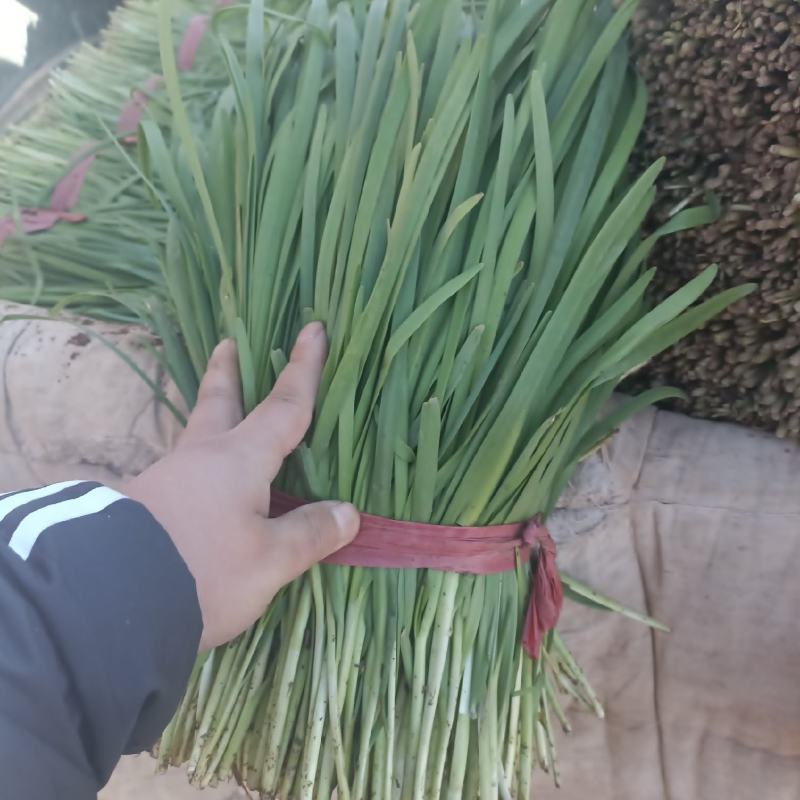 精品二刀韭菜，通货韭菜，服务至上，质量保证