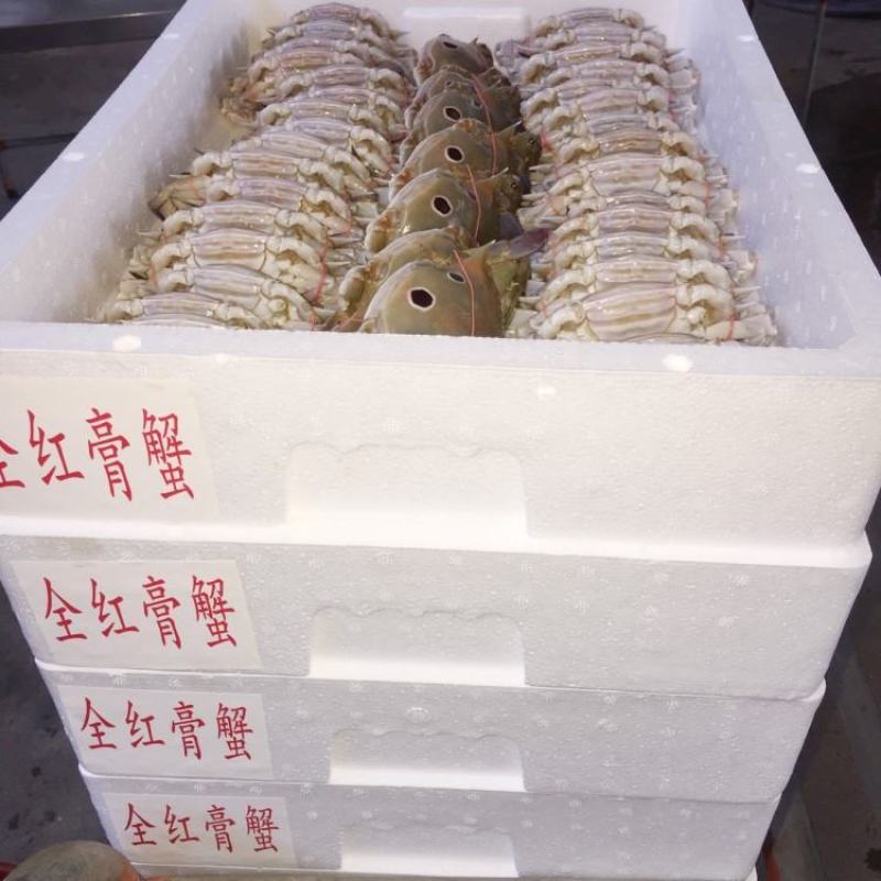 红膏蟹膏蟹蟹黄红膏三点蟹冻厂直销