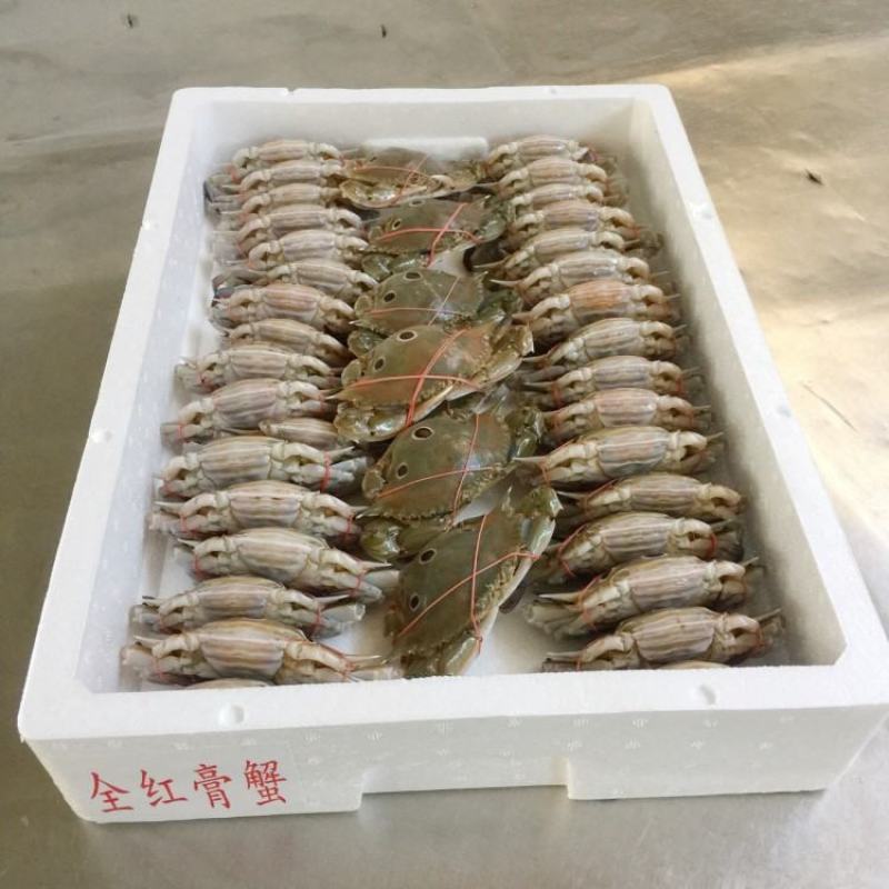 红膏蟹膏蟹蟹黄红膏三点蟹冻厂直销