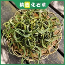四川小叶纯绿化石草批发中药肾精茶化石草四川精品小叶肾精草