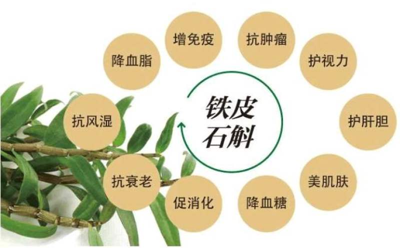 纯原铁皮石斛，铁皮石斛北有虫草，南有石斛的美称包邮全