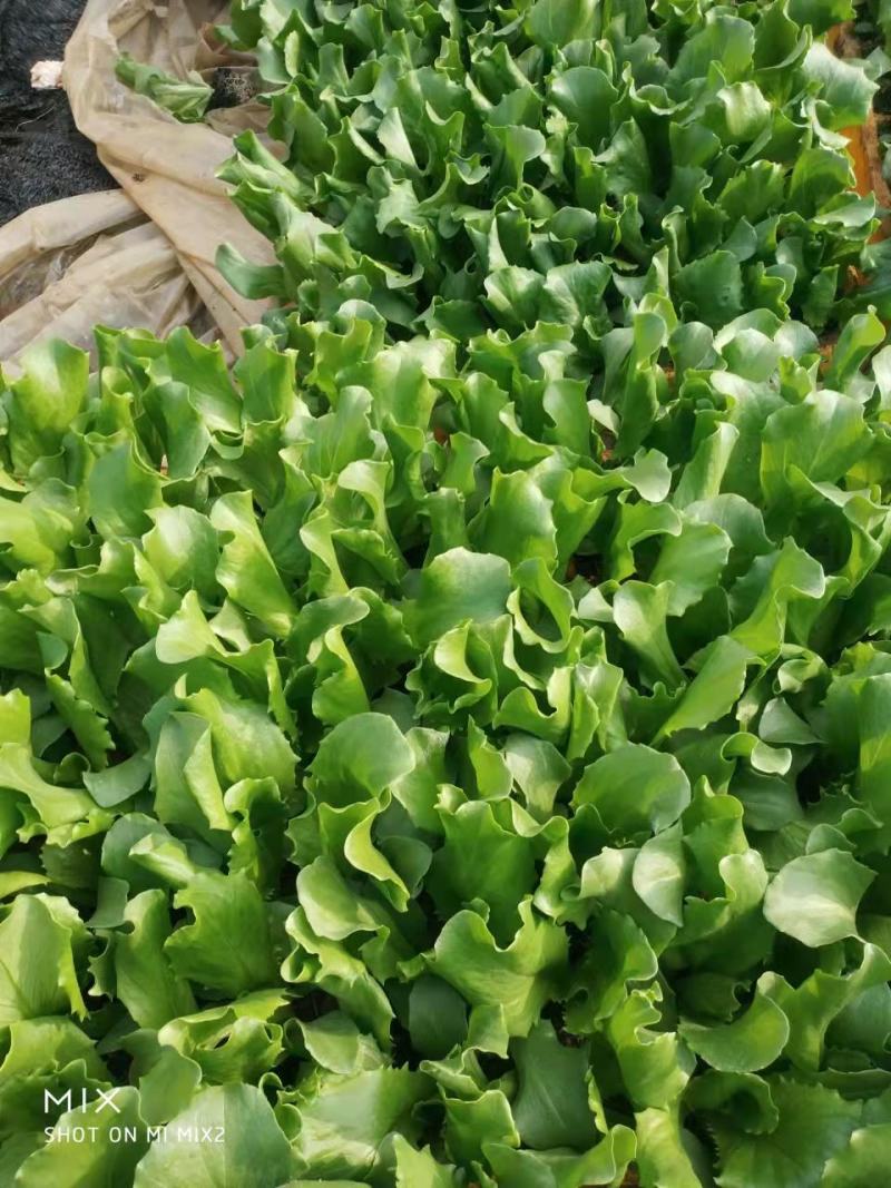 意大利生菜苗，基地现挖，苗好无病，成活率高，品质保证