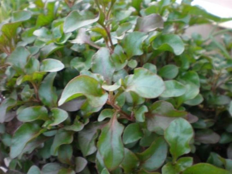 台湾枸杞菜种苗叶用枸杞芽头旱地西洋菜锦绣苋多年生菜用枸杞