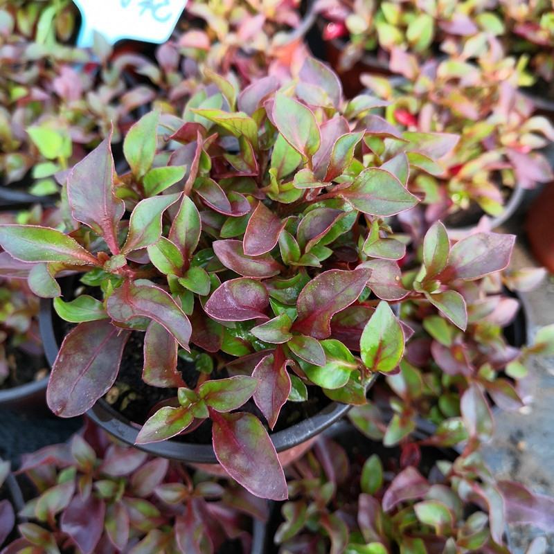 台湾枸杞菜种苗叶用枸杞芽头旱地西洋菜锦绣苋多年生菜用枸杞