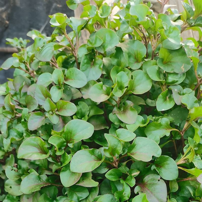 台湾枸杞菜种苗叶用枸杞芽头旱地西洋菜锦绣苋多年生菜用枸杞