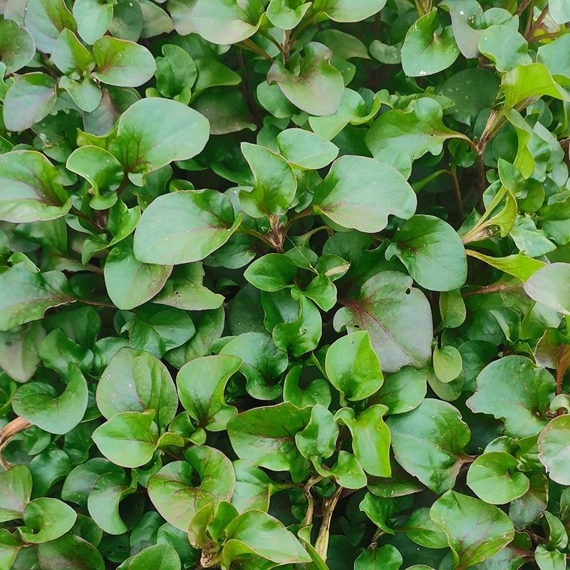 台湾枸杞菜种苗叶用枸杞芽头旱地西洋菜锦绣苋多年生菜用枸杞