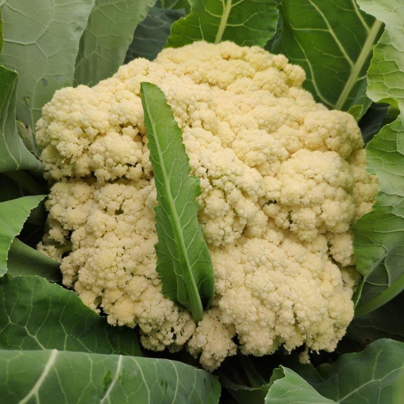 花菜种子春秋种植菜花种籽耐寒菜花60天菜花种子