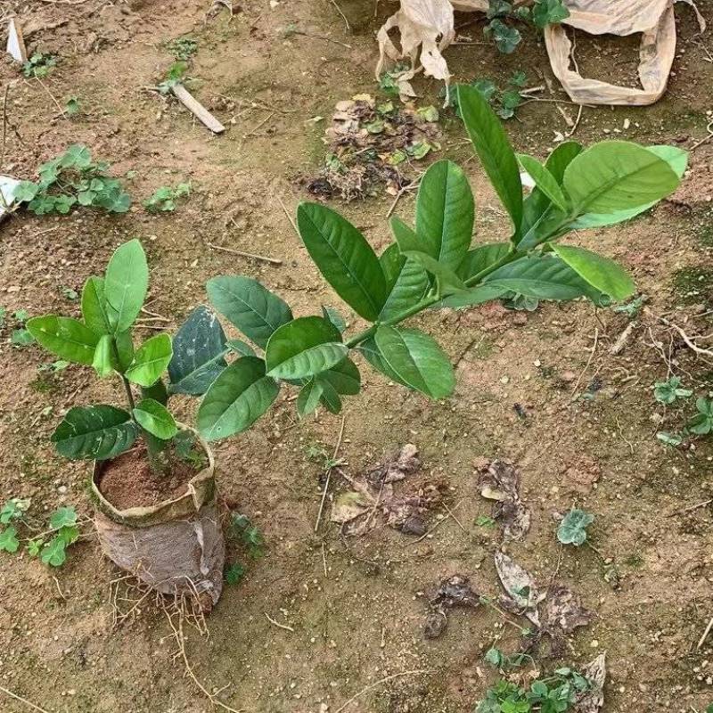 广东香水柠檬树苗，杯苗，地苗育苗基地！品种正，致电优惠