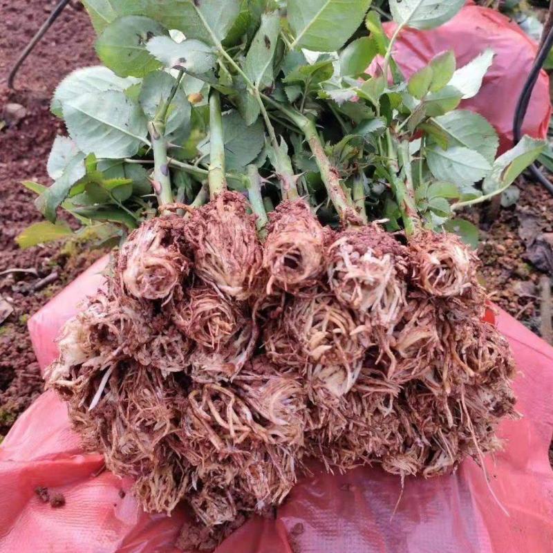花卉种苗云南月季苗红双喜盆栽绿化工程苗