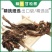 四川正品甘松中药材野生甘松根甘松香料中草药