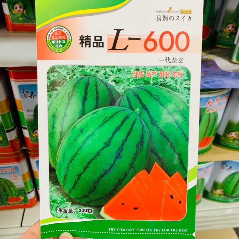 [标题]科望早春红玉礼品西瓜种子特早熟小型西瓜种籽耐寒耐热