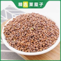 莱菔子中药萝卜籽中药材萝卜子中草药炒莱服子