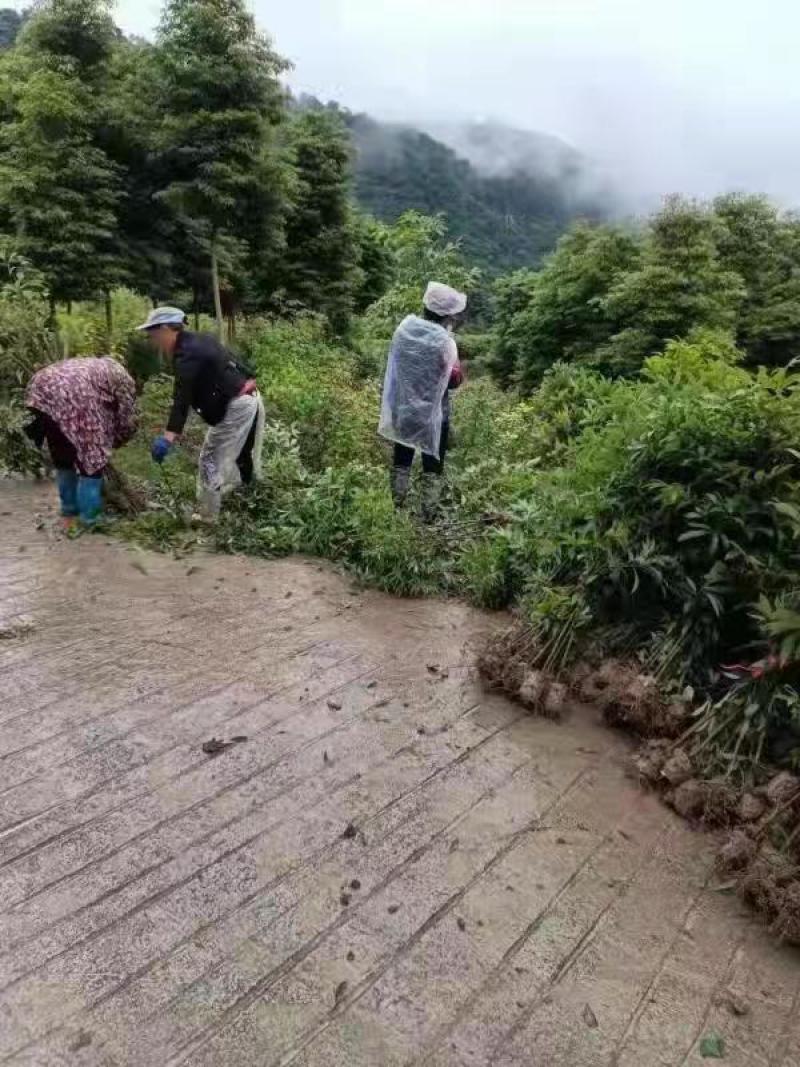 金丝楠木苗是一种高档木材，冠木树四季常青。用于园林绿化