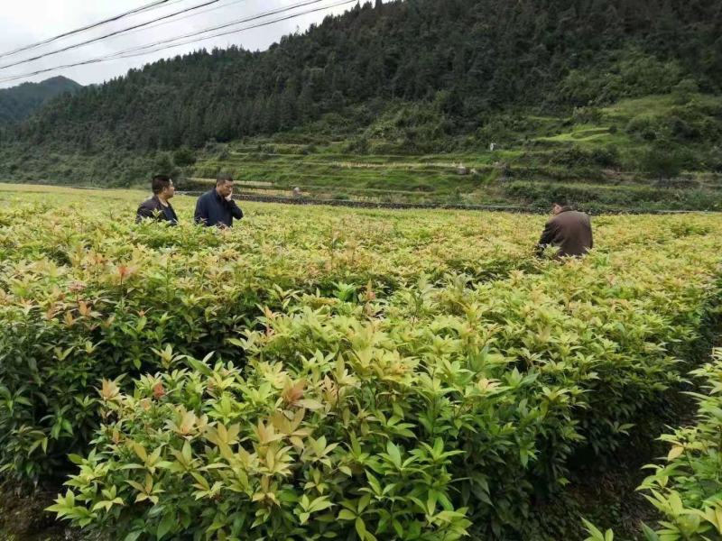 金丝楠木苗是一种高档木材，冠木树四季常青。用于园林绿化