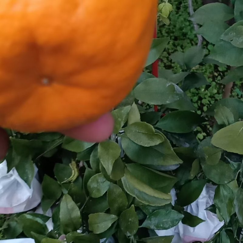 春见耙耙柑