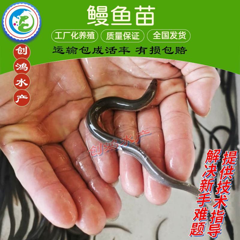 2023新苗日本鳗鱼苗欧洲鳗鱼苗白鳗苗淡水养殖