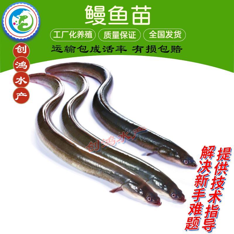 2023新苗日本鳗鱼苗欧洲鳗鱼苗白鳗苗淡水养殖