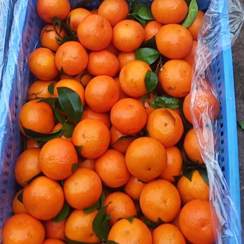 精品，可挑选大量上市，货源充足