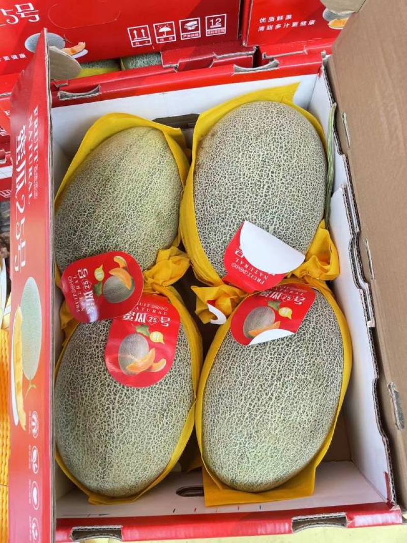 海南哈密瓜晓蜜25号，大量供应承接市场和电商实力代办