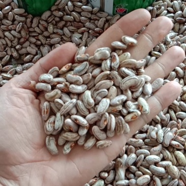 四季豆种子=肉豆种子=大青豆种子=架豆王种子
