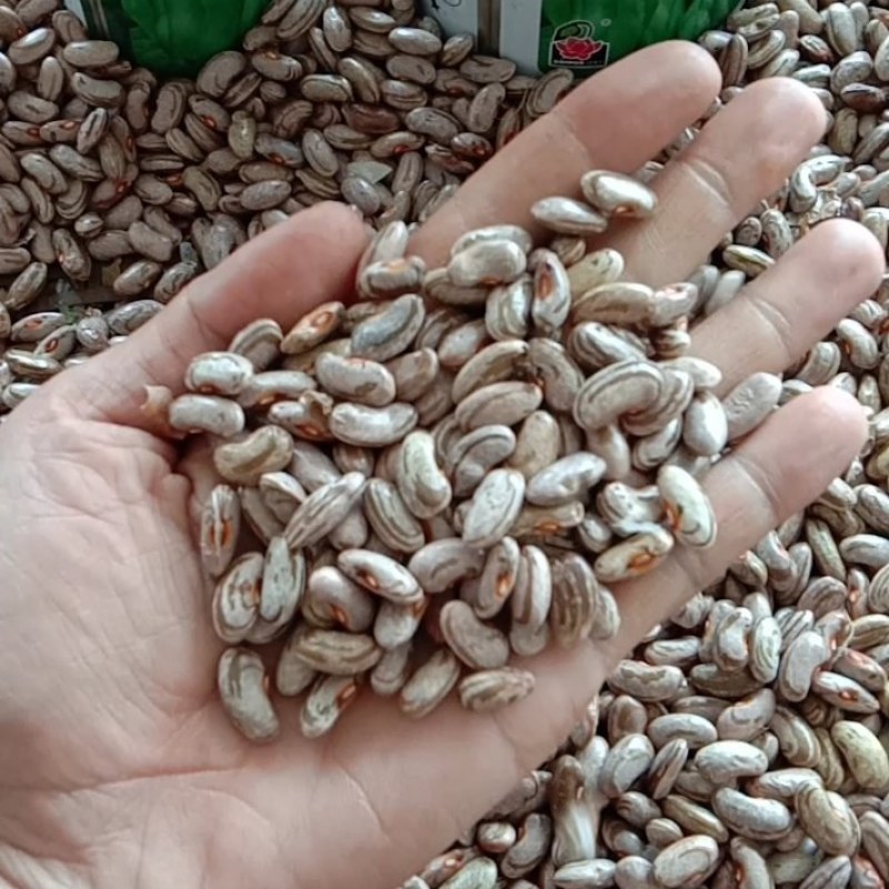 四季豆种子=肉豆种子=大青豆种子=架豆王种子