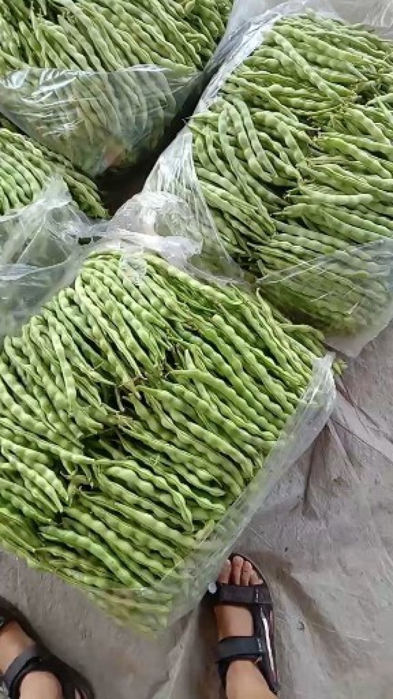 四季豆种子=肉豆种子=大青豆种子=架豆王种子