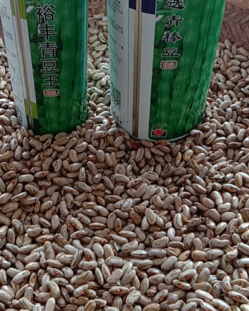 四季豆种子=肉豆种子=大青豆种子=架豆王种子