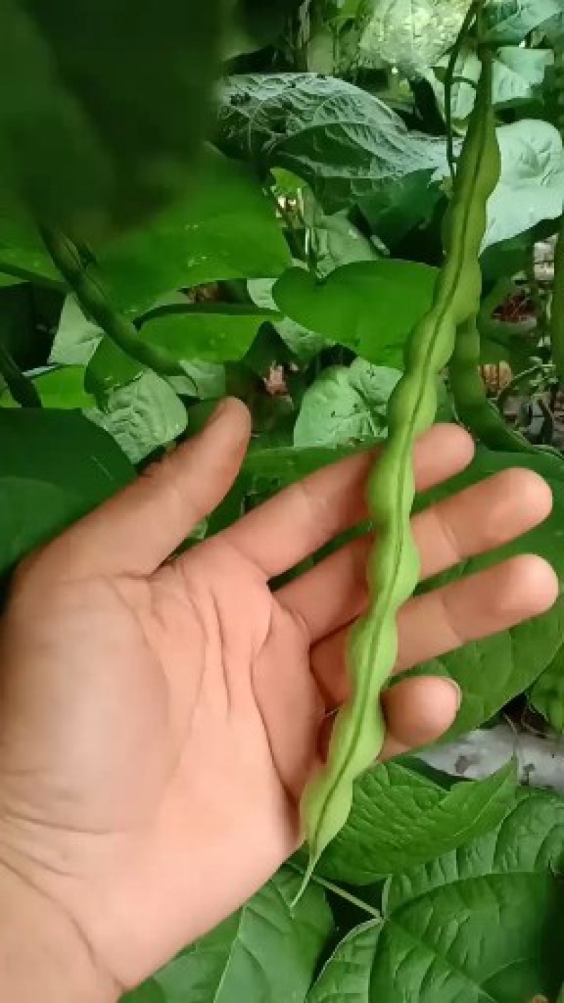 四季豆种子=肉豆种子=大青豆种子=架豆王种子