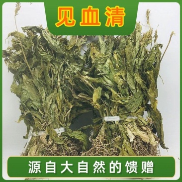 见血清克羊耳蒜见血青全株立地好新鲜干货天然