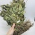 见血清克羊耳蒜见血青全株立地好新鲜干货天然