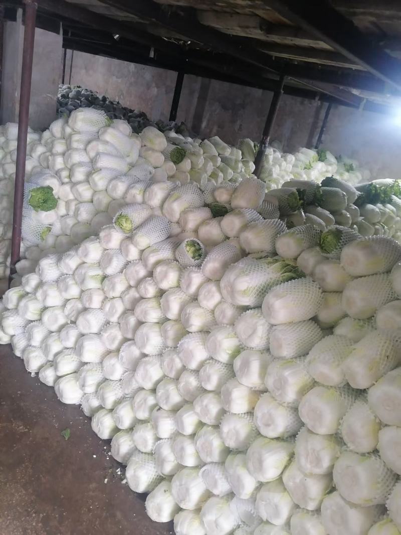 云南精品优质黄心大白菜冷库精包装，净菜走车