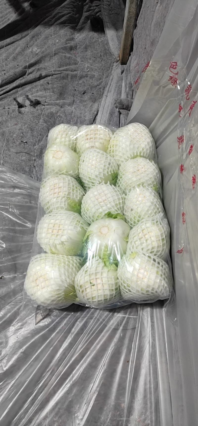 云南精品优质黄心大白菜冷库精包装，净菜走车